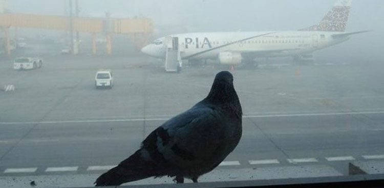Pakistan CAA to Install Bird Repellent System at Airports