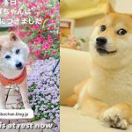 Kabosu – The famous Shiba Inu behind the viral Doge Meme is no longer around